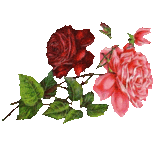 ROSAS01A