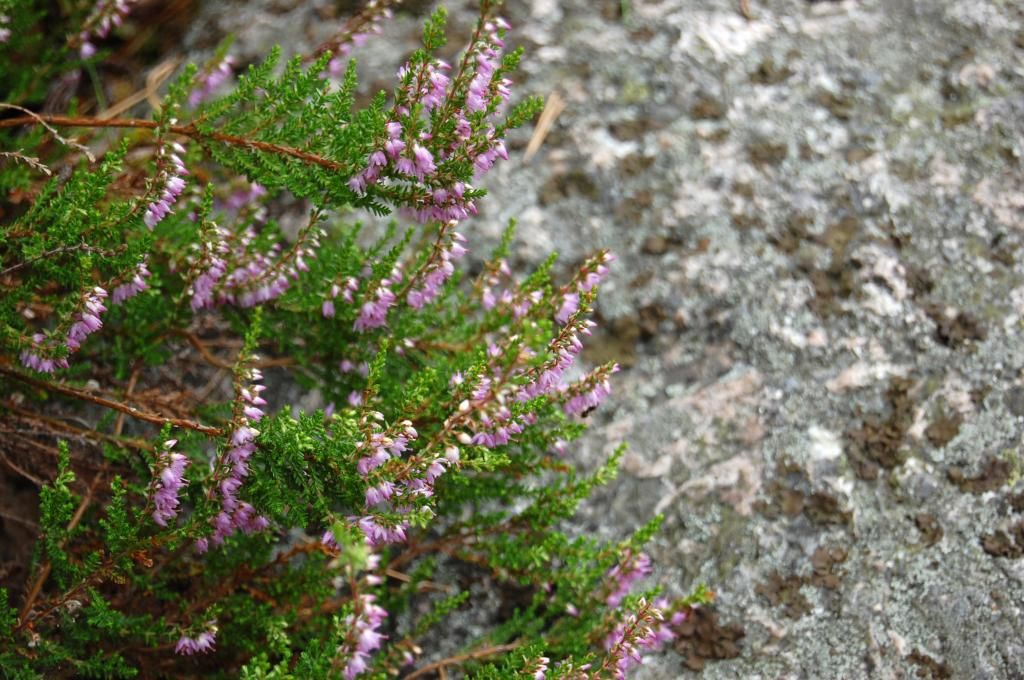  photo DSC_0369_zps9f47ed17.jpg
