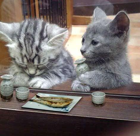 Forum Image: http://i1013.photobucket.com/albums/af253/girutiya/misc/80882790.jpg