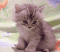 Forum Image: http://i1013.photobucket.com/albums/af253/girutiya/misc/kokosleepy.gif