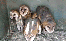 owl funny owls
