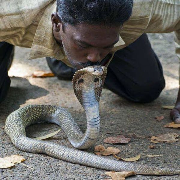 Image result for Snake Catcher india
