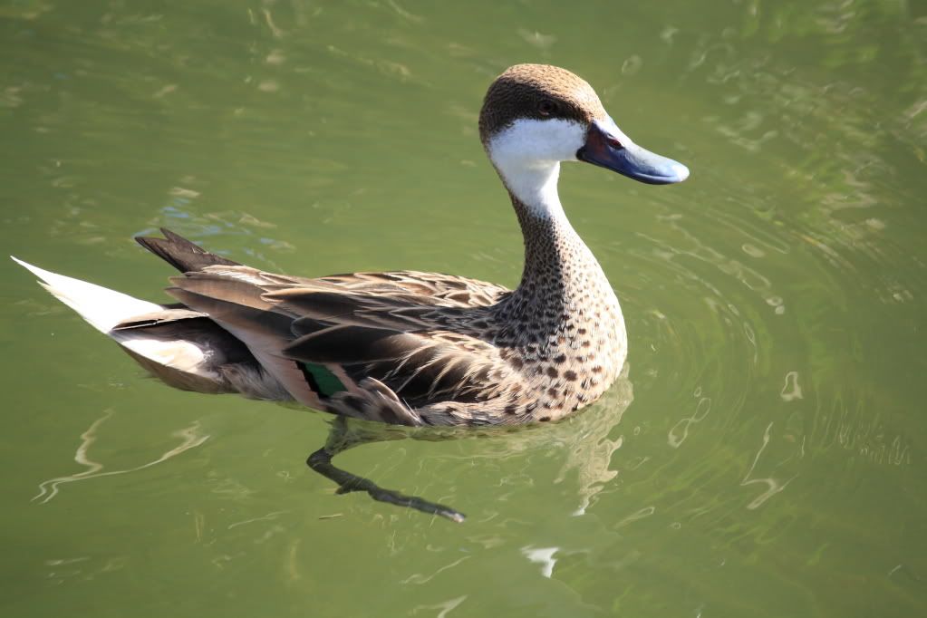 IMAGE: http://i1013.photobucket.com/albums/af257/Carver708/IMG_0624.jpg