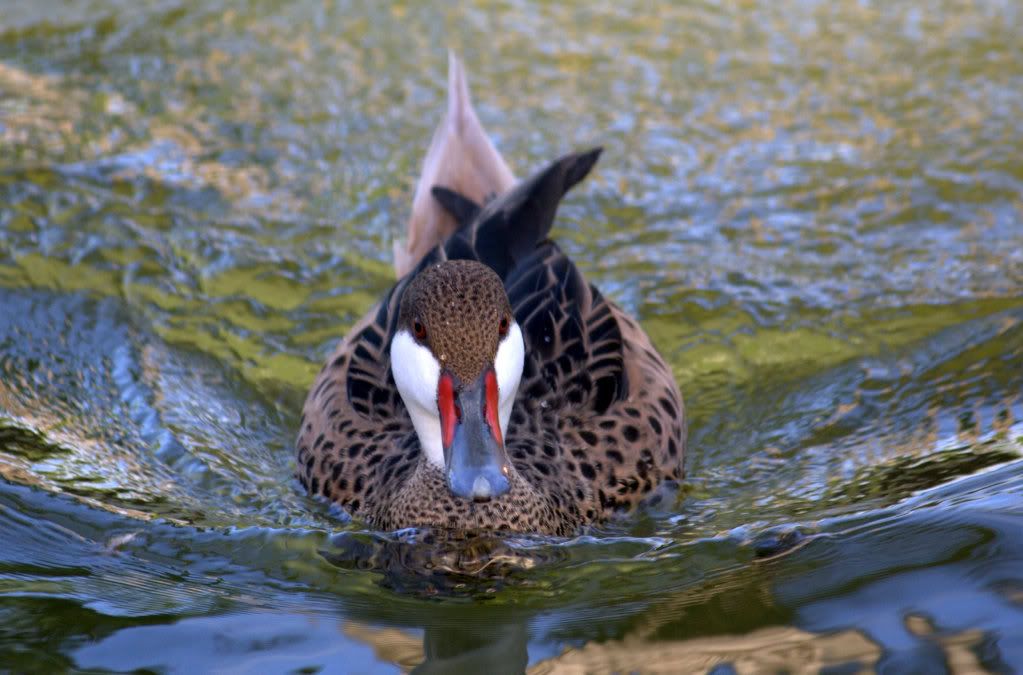 IMAGE: http://i1013.photobucket.com/albums/af257/Carver708/IMG_0643-1.jpg