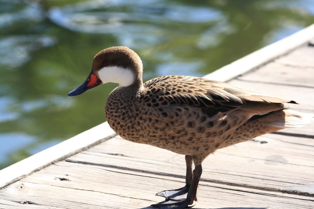 IMAGE: http://i1013.photobucket.com/albums/af257/Carver708/IMG_0644.jpg