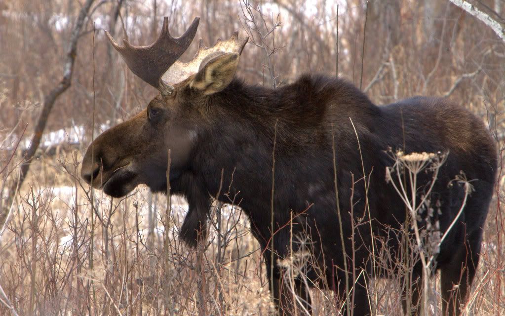 IMAGE: http://i1013.photobucket.com/albums/af257/Carver708/IMG_7233-001.jpg