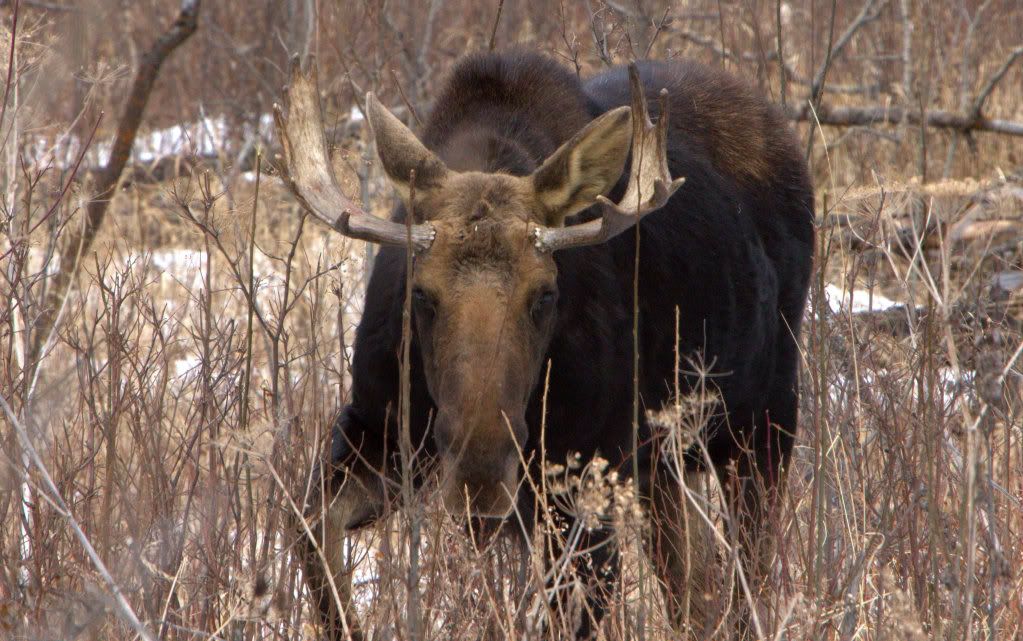 IMAGE: http://i1013.photobucket.com/albums/af257/Carver708/IMG_7238-001.jpg