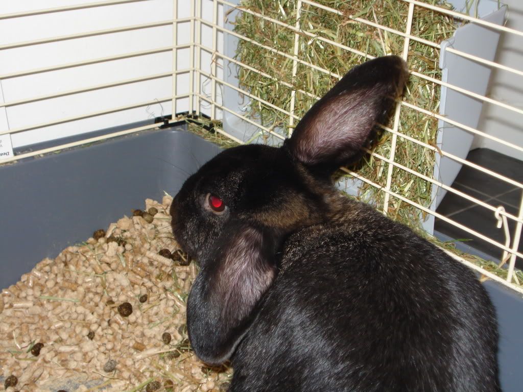 Rabbits2006.jpg