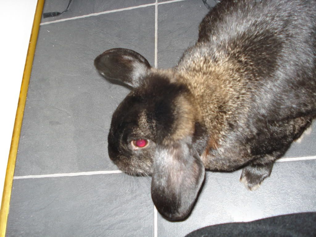 Rabbits2008.jpg