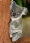 cute koala bear Pictures, Images and Photos