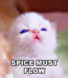 spicekitty.jpg