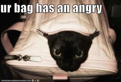 funny-pictures-your-bag-has-an-angr.jpg