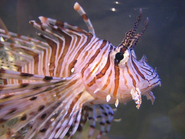 Рыбья память - Цветочкина поляна